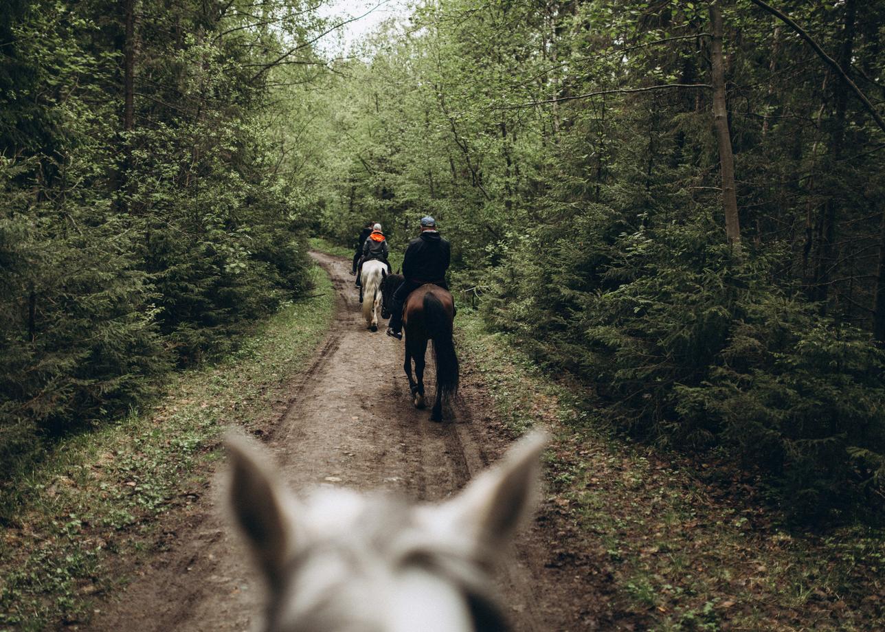 Шуйский мультиактив: конная прогулка и рафтинг в Карелии