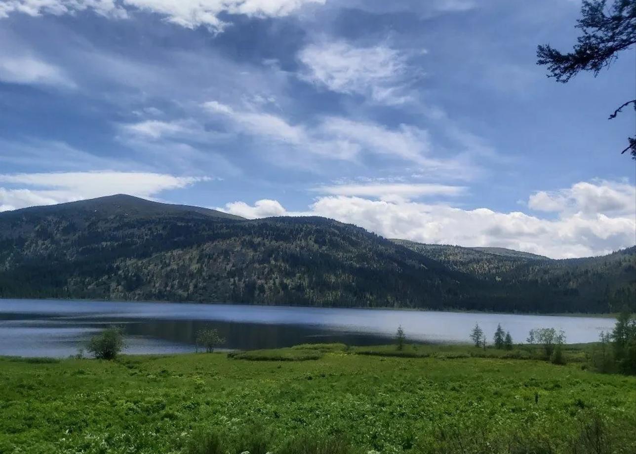 Снежный барс