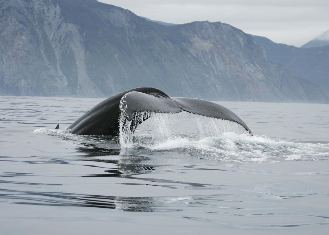 Экспедиционный круиз из Чукотки на Камчатку