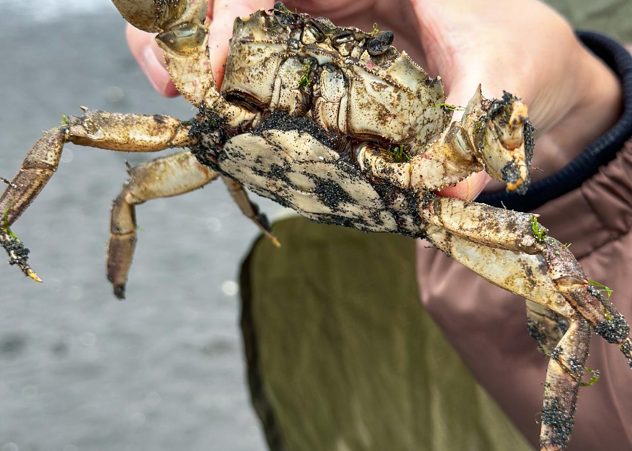 Отличная программа и организация