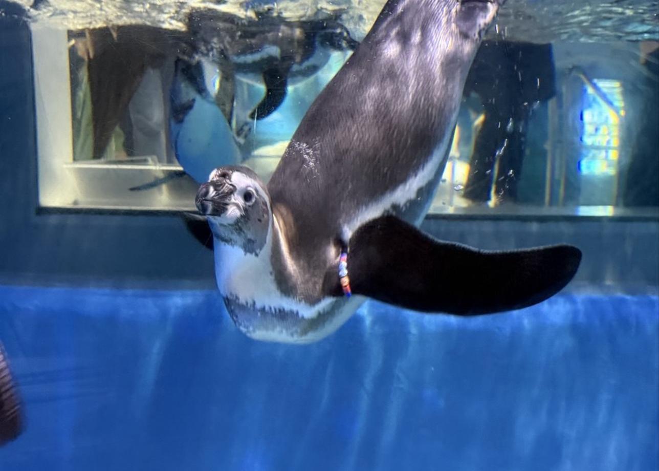 Без нареканий, все услуги превзошли ожидания. Высококвалифицированные гиды, приятные водители, места размещения уютные, чистые, вкусные завтраки!