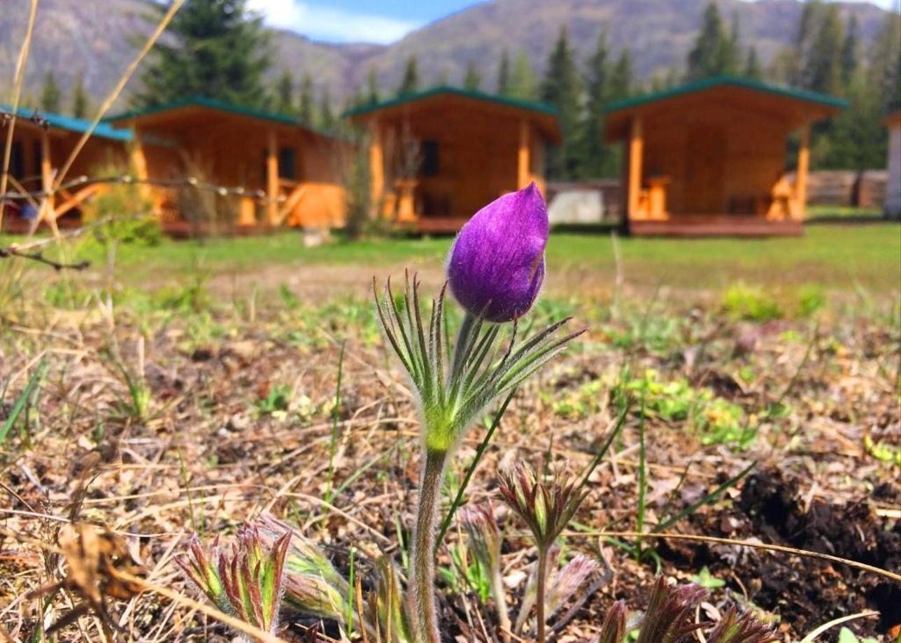 Турбаза «Зеленый колобок»