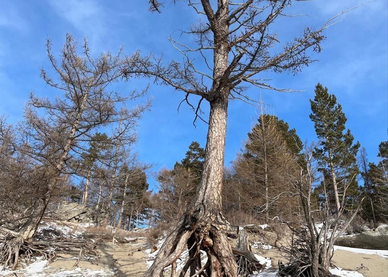 Замечательный тур по зимнему Байкалу! Всё прошло на высшем уровне. Организация тура - без нареканий,всё продуманно