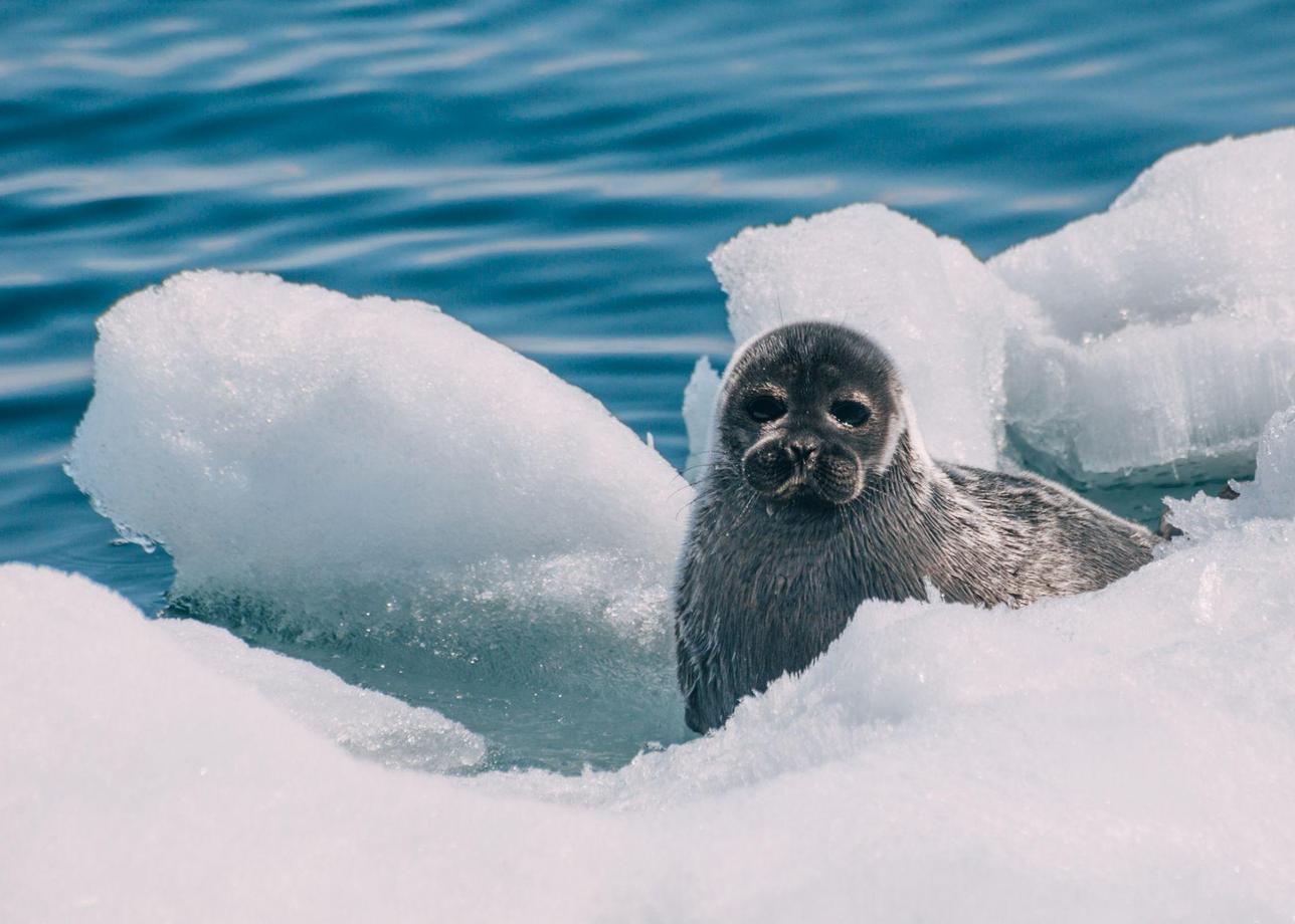 Весна, нерпа и Байкал. Индивидуальный тур