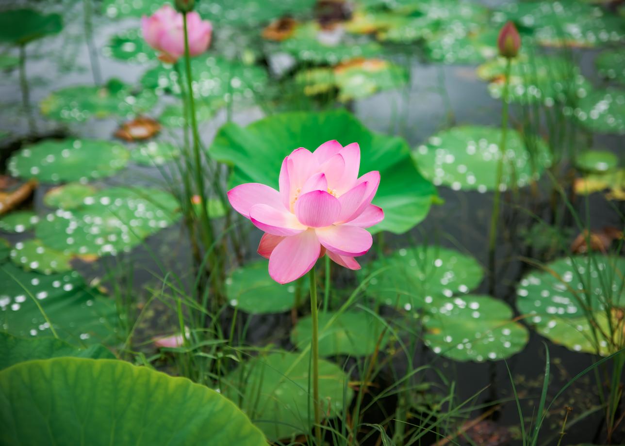 Лотосы и море. Тур в Приморье