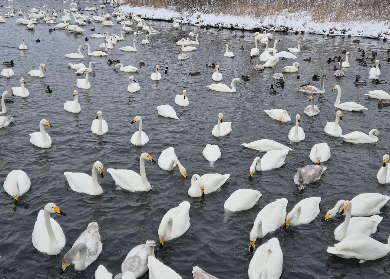 Ездила в тур по Алтаю с 3 по 7 января. Очень понравилось. Размещение было в отеле