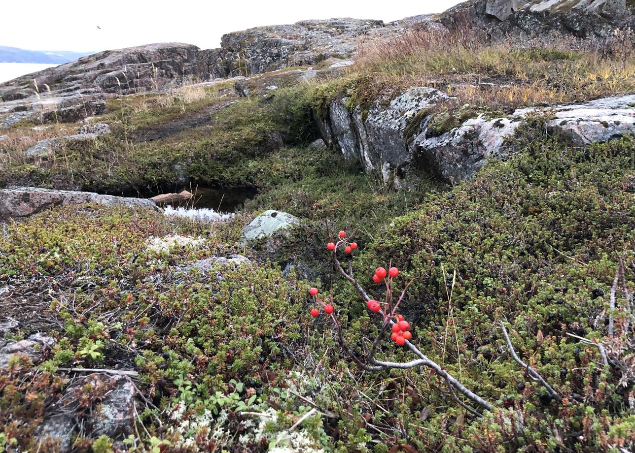 Интересный тур, природа севера впечатляет, Баренцево море бескрайнее. Довольно плотно были заполнены все три дня. Гид