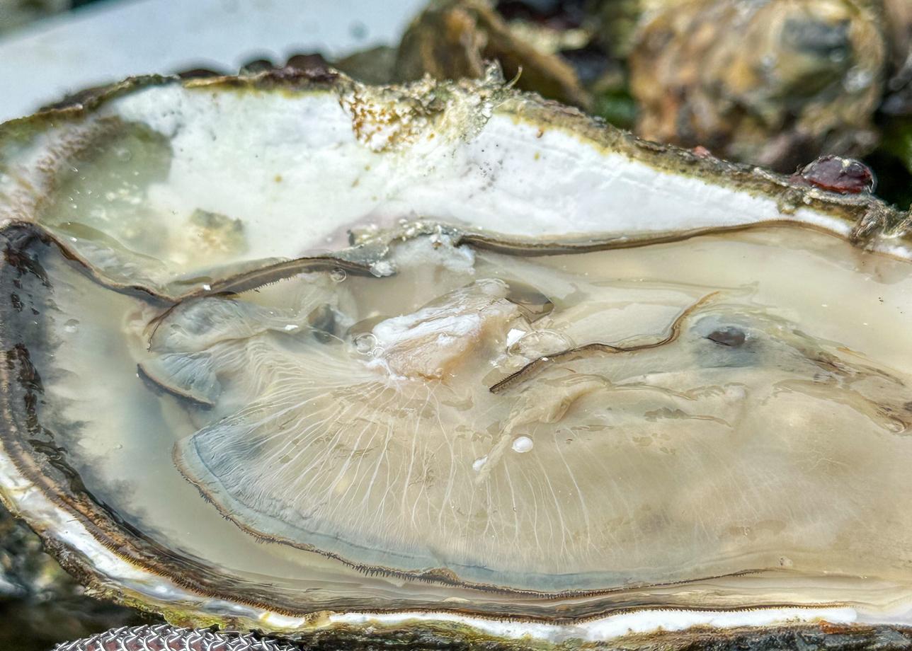 Отличная программа и организация