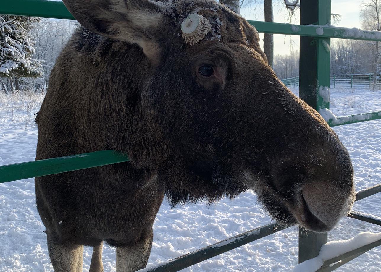 Огромное спасибо за новогоднюю сказку! Путешествие было чудесным. Вся программа очень интересная и насыщенная. Отдельное спасибо