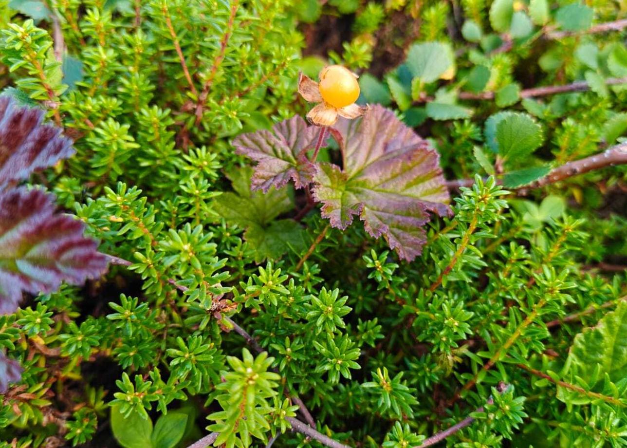 Всё было очень здорово! Это полный восторг! Организация, атмосфера, очень насыщенная программа! Видели морских животных тюленей