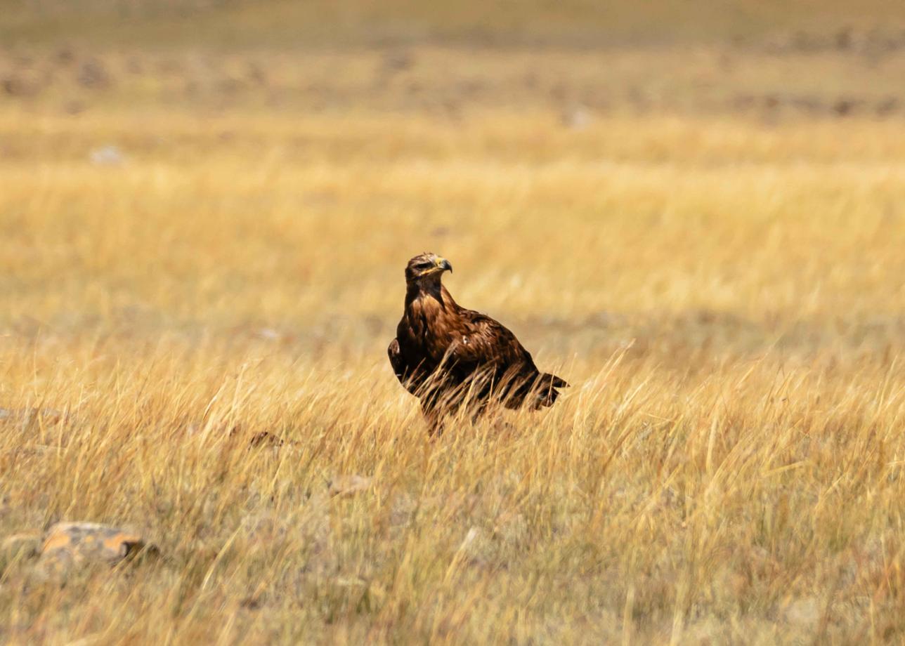 Неизвестный Алтай: джипинг-приключение. Всё включено