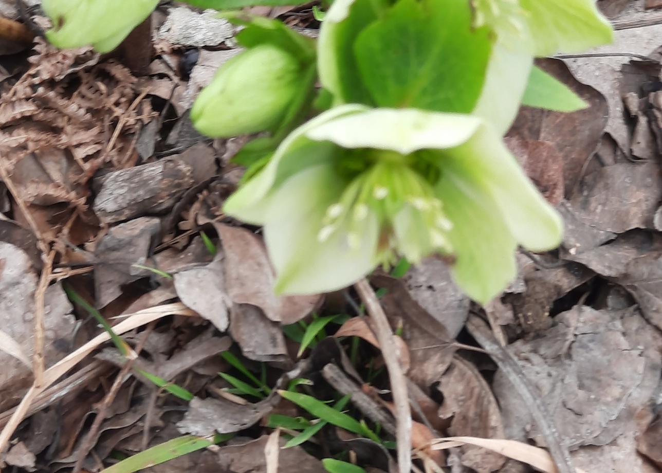 Повезло с погодой - горы с сияющими снежными вершинами,а внизу уже цвели цикламены и морозники! Дыхание захватывало от безмятежной красоты гор!