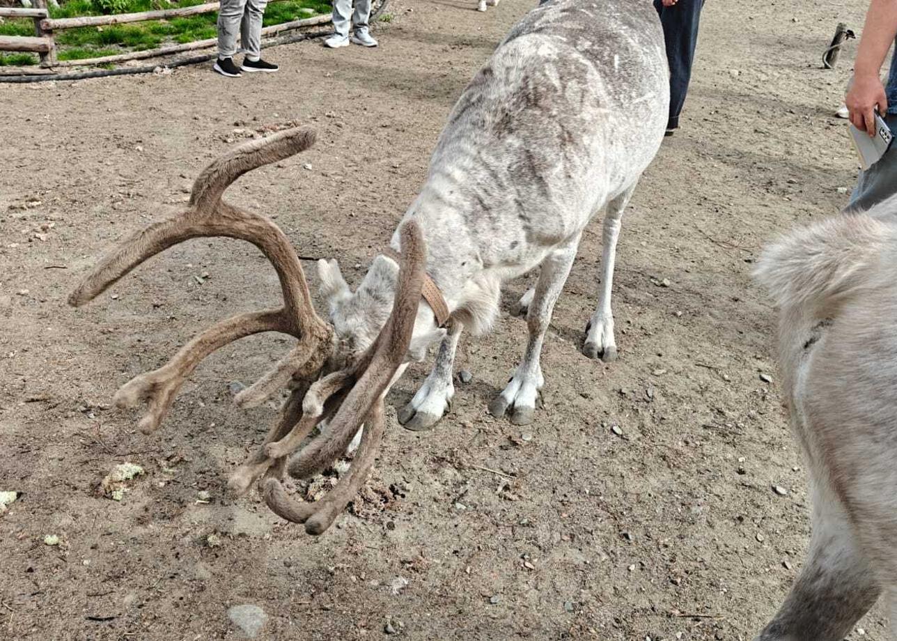 Всё было очень здорово! Это полный восторг! Организация, атмосфера, очень насыщенная программа! Видели морских животных тюленей