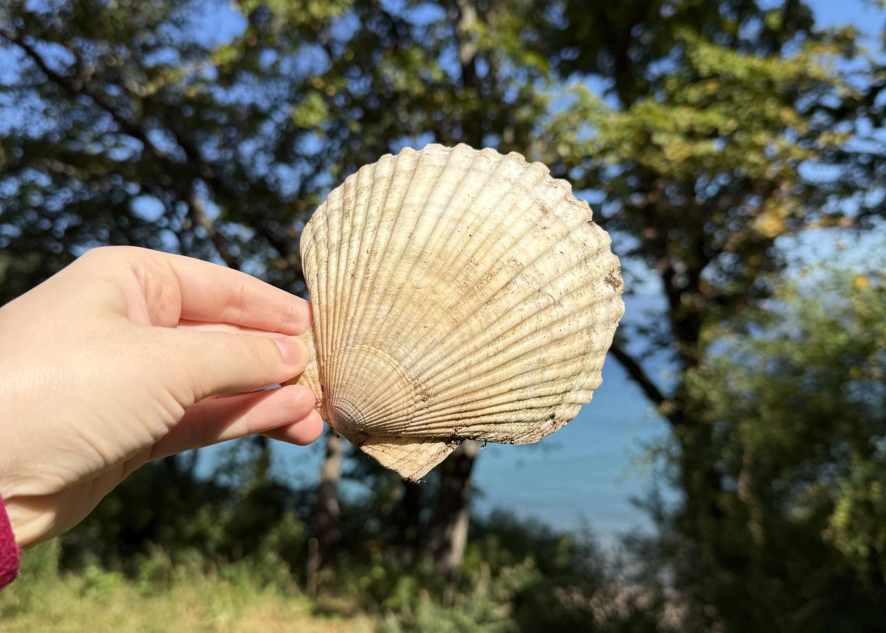 Я очень рада, что выбрала тур с посещением не только Владивостока, но и Находки, так как этот город меня тоже поразил своими пляжами)))