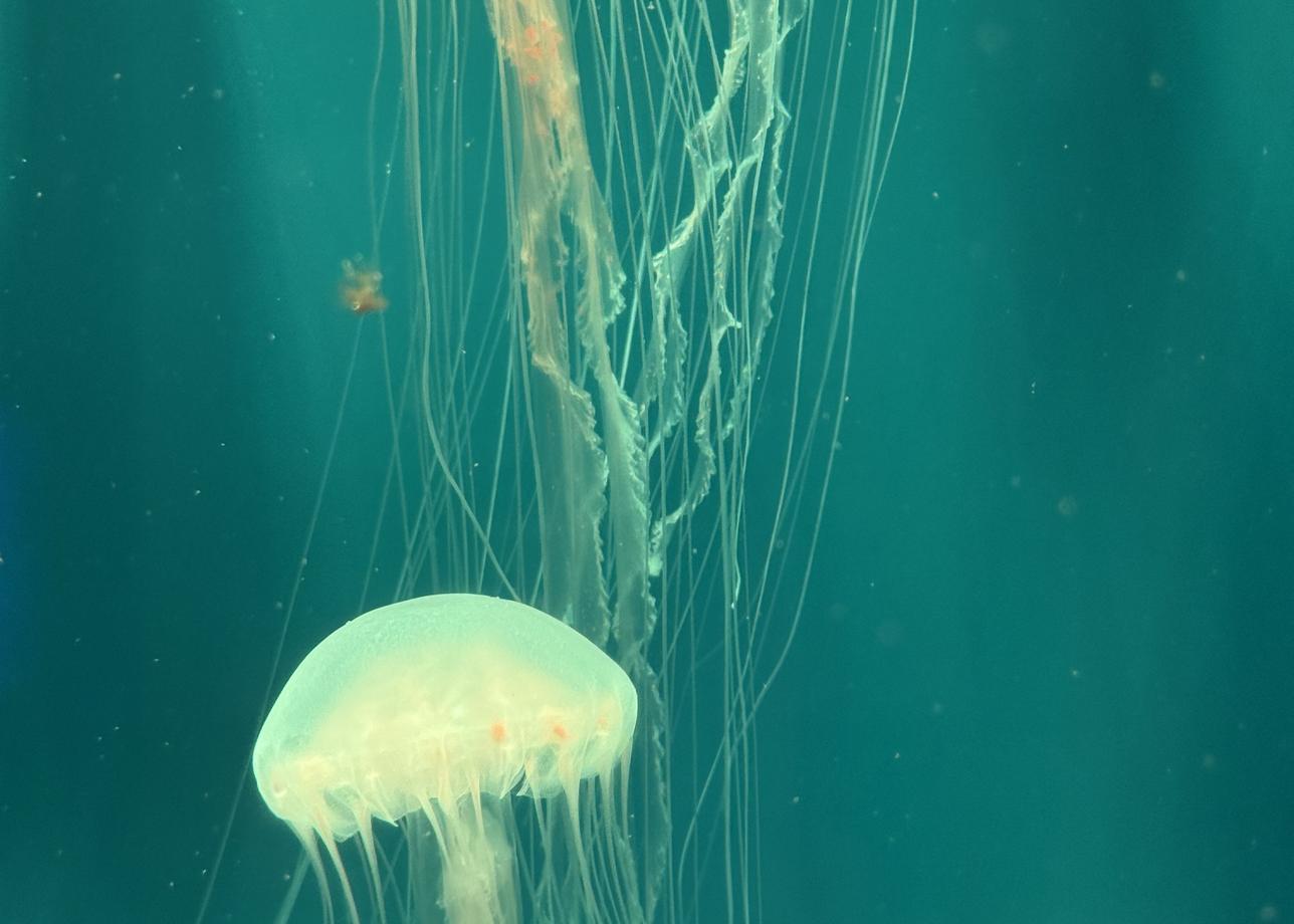 Я очень рада, что выбрала тур с посещением не только Владивостока, но и Находки, так как этот город меня тоже поразил своими пляжами)))