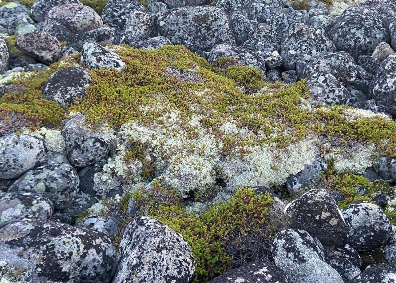 Фотографии говорят лучше