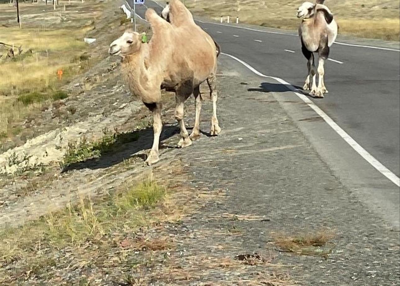 Интересные и насыщенные 2 дня тура. Мы влюбились в Алтай, его природу, красивейшие горы и пейзажи