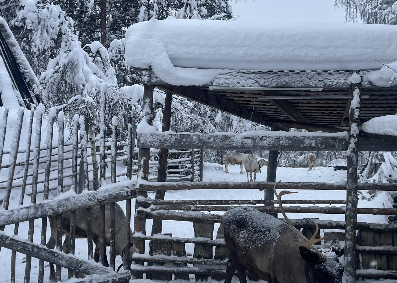 Порадовала поездка в Териберку, не удалось увидеть китов, но нам объяснили, что их сейчас тут нет