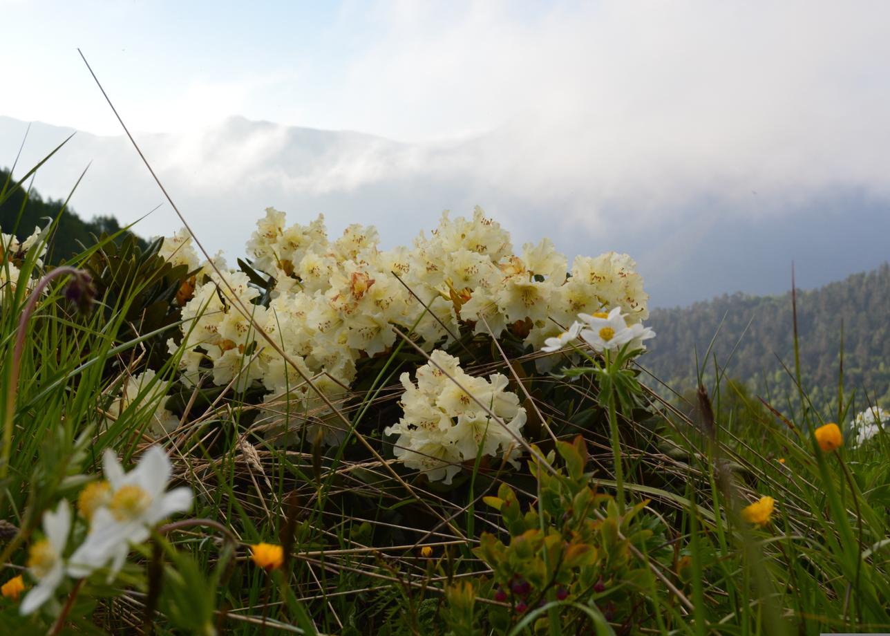 Чеченские горизонты: экскурсионный тур в республику
