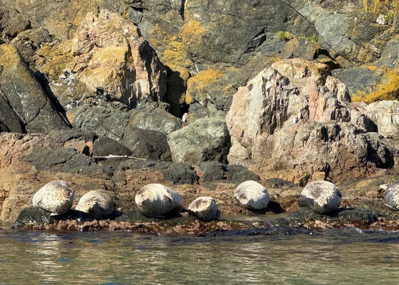 Без нареканий, все услуги превзошли ожидания. Высококвалифицированные гиды, приятные водители, места размещения уютные, чистые, вкусные завтраки!