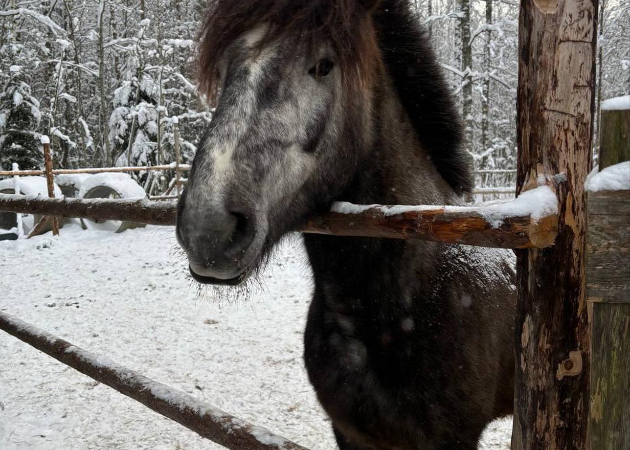 Очень понравился тур! Как за 3 дня увидеть основное в Карелии. А езда на упряжке с
