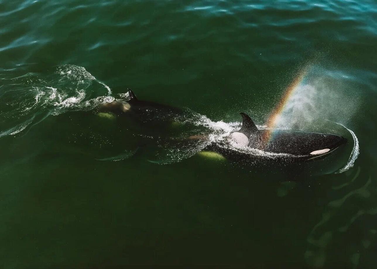 Косатки Авачинского залива. Научный круиз на Камчатке