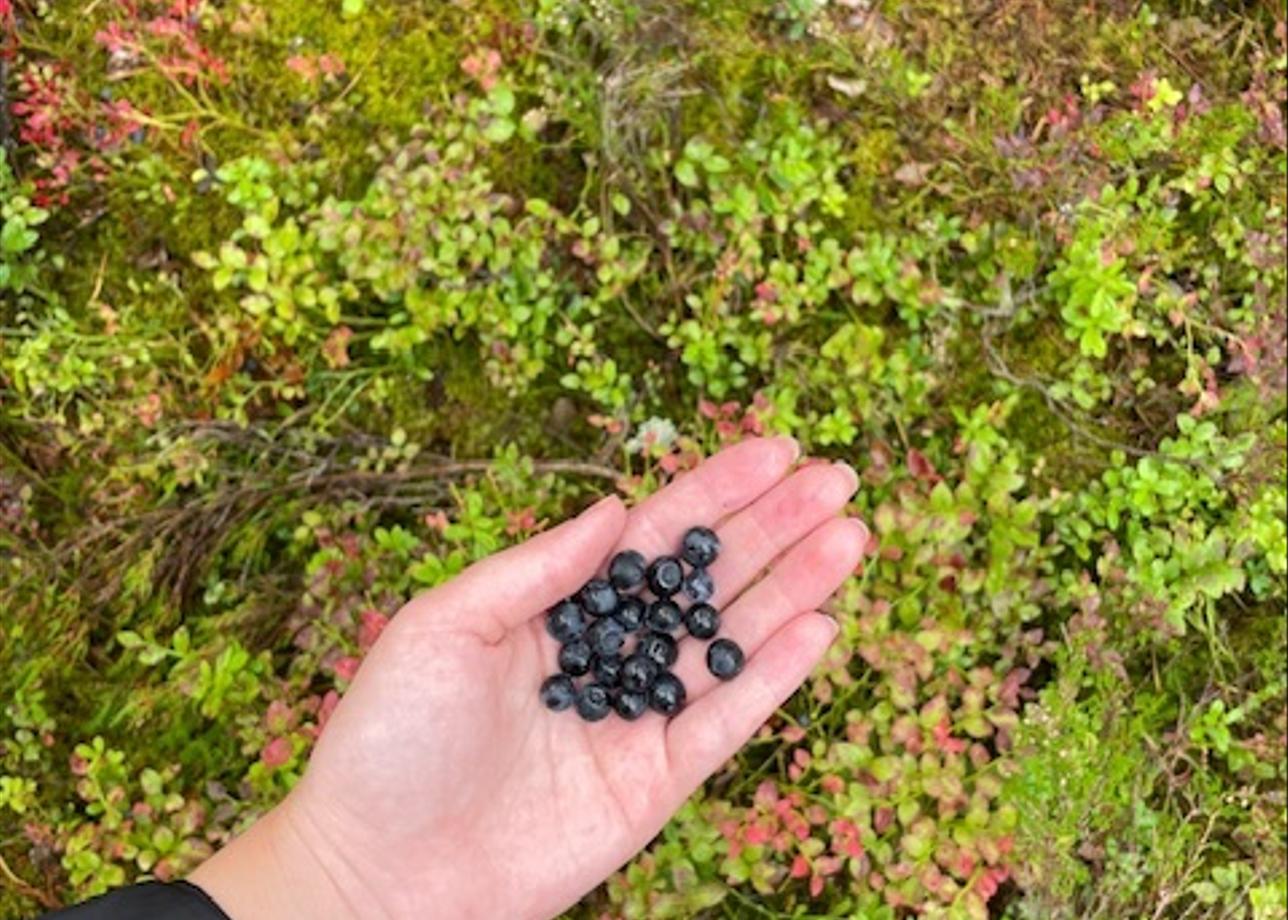 Благодарна за организацию такого вида активного отдыха, всё продумано до мелочей, так как это был мой