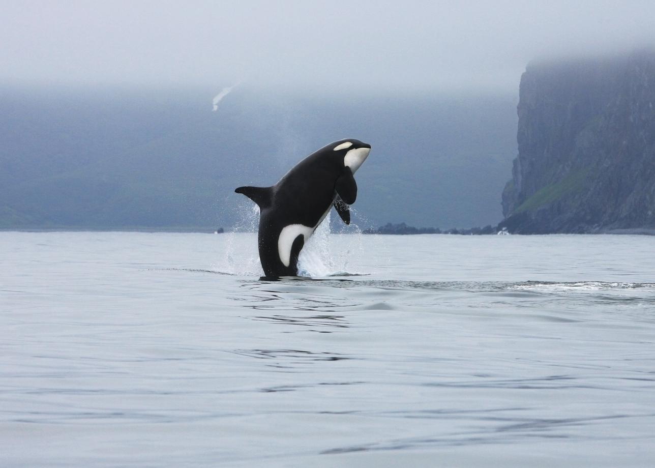 Экспедиционный круиз на Командорские острова