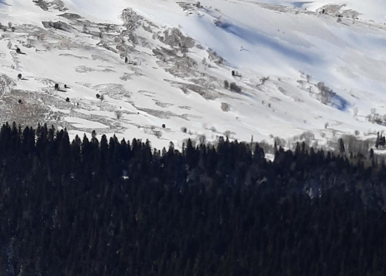 Повезло с погодой - горы с сияющими снежными вершинами,а внизу уже цвели цикламены и морозники! Дыхание захватывало от безмятежной красоты гор!