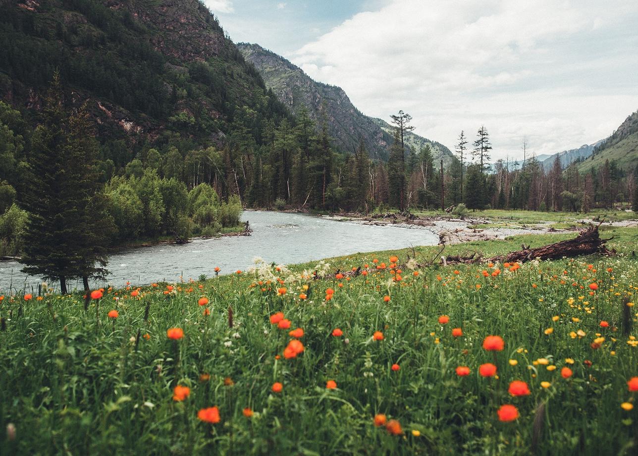 Алтай. К подножию Белухи