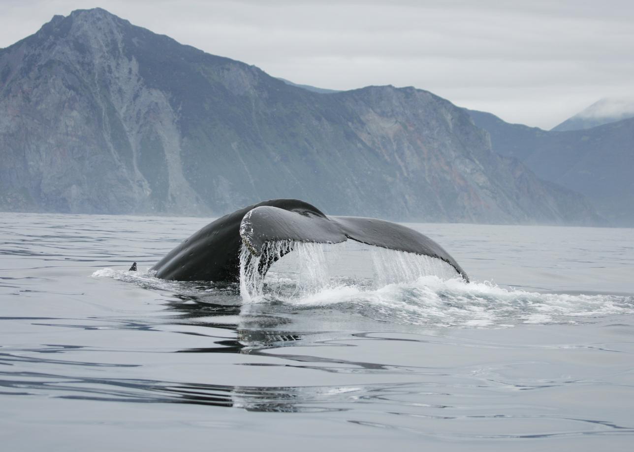 Косатки Авачинского залива. Научный круиз на Камчатке