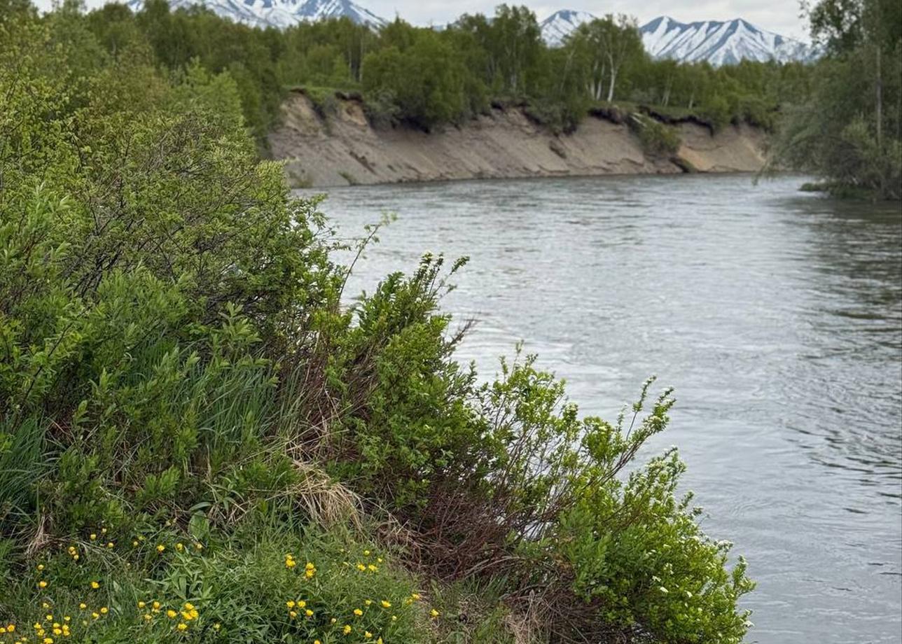 Камчатка в июне — это когда вокруг снег, цветы и вулканы одновременно. 🌊🌋 Увидела Тихий океан,