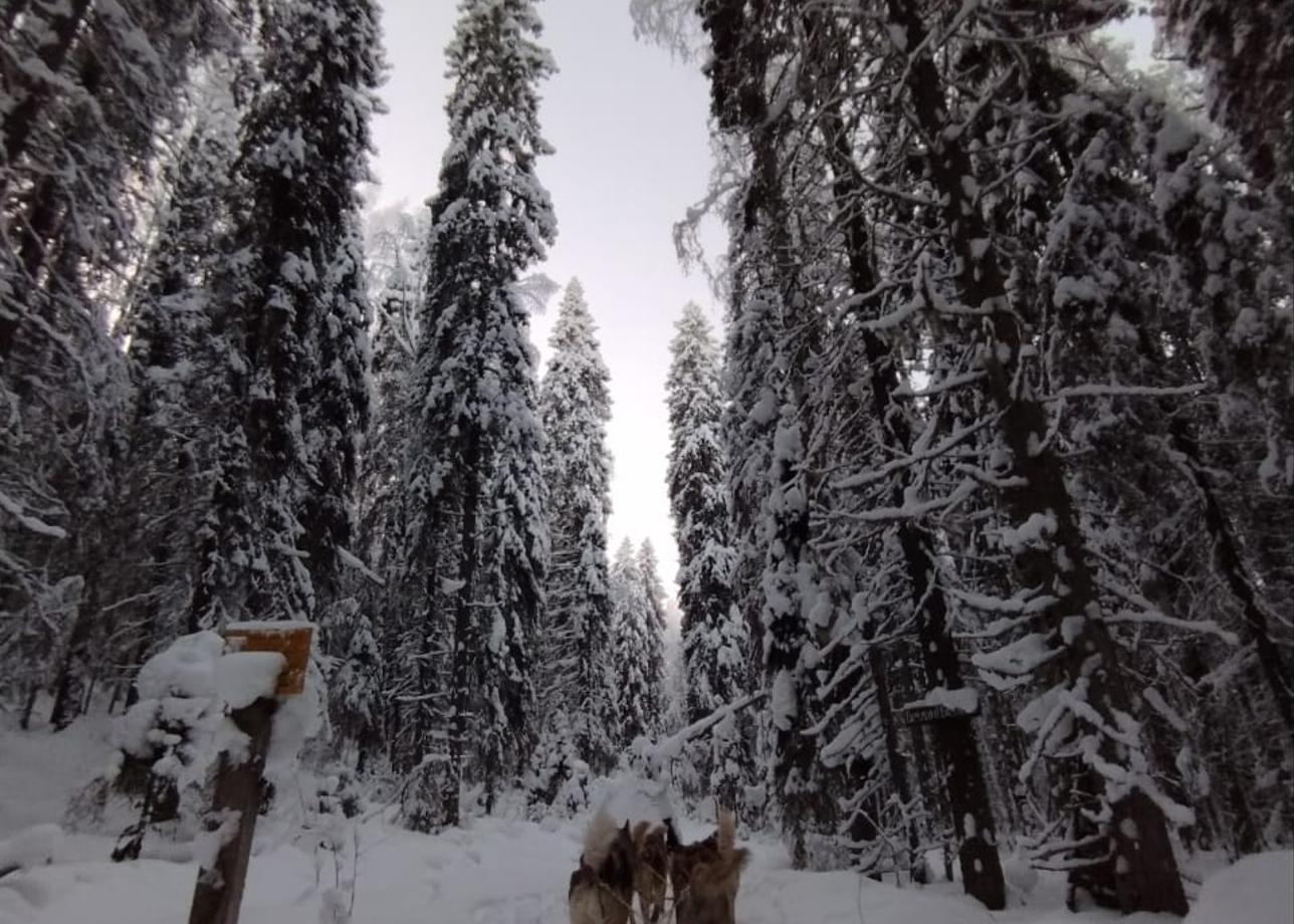 Великолепный тур, несмотря на аномальные морозы, все прошло невероятно!!) мы словно оказались в прекрасной зимней сказке.