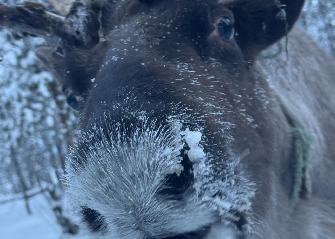 Очень понравилась поездка по Кольскому пол-ву! Повезло во всем: и с погодой, и с северным сиянием