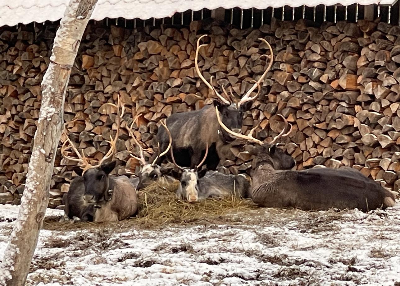 Поездка очень понравилась!! Были на Кольском с 6 по 9 ноября 2025. Несмотря на облачность, благодаря