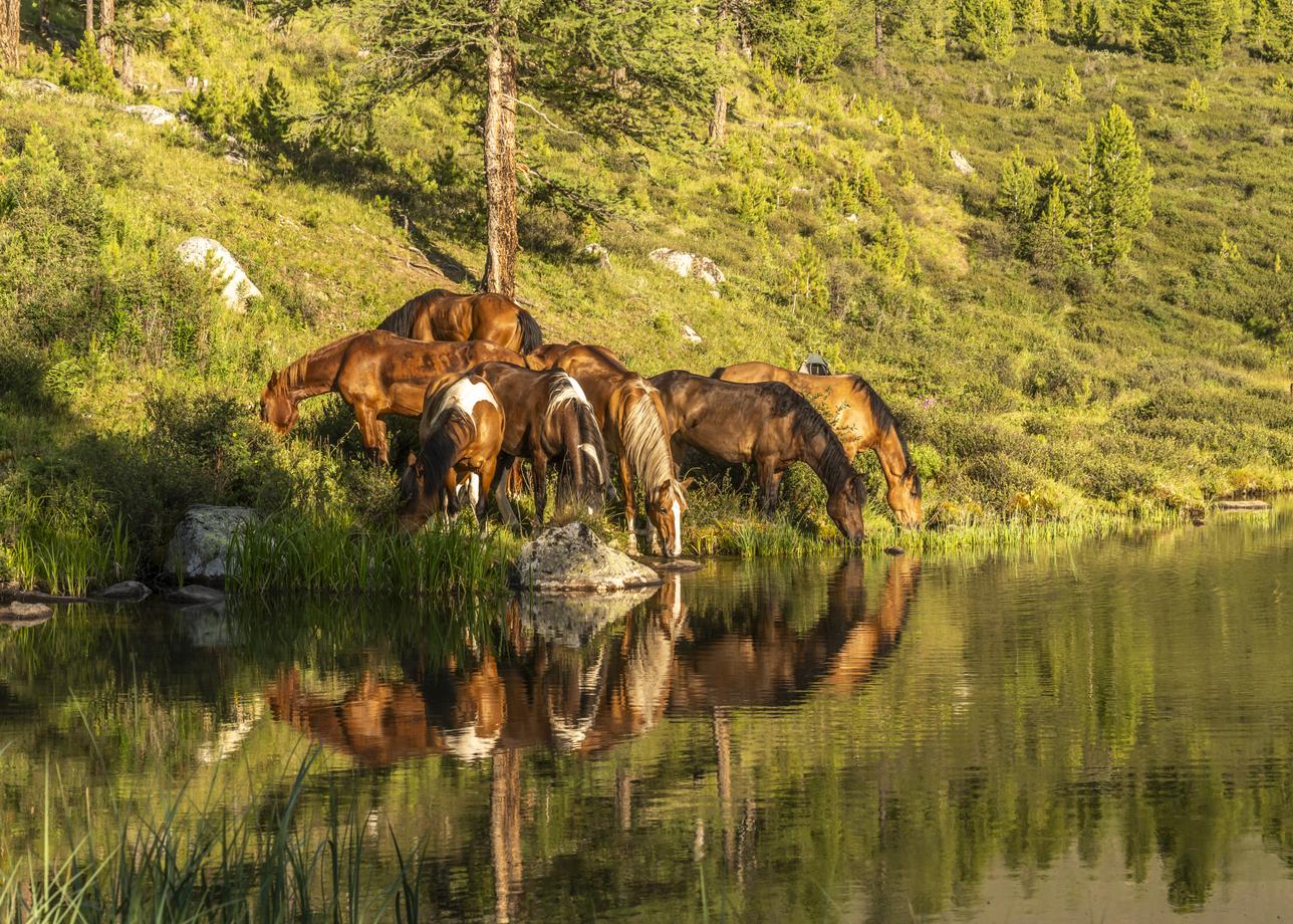 Конный тур по Алтаю: Тюнгур - Аккем - Джазатор