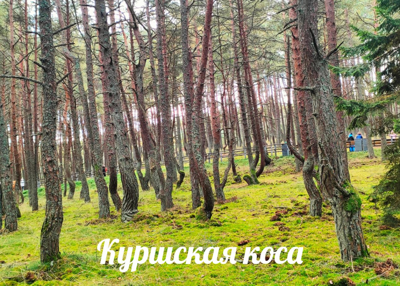 Путешествие по Калининградской области прошло великолепно. Благодарю туроператора за прекрасную организацию тура. Все экскурсии начинались вовремя