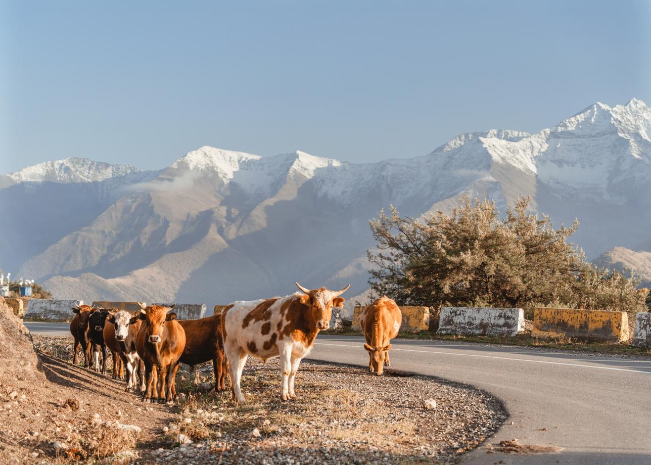 Большой осенний Кавказ. 12 дней открытий