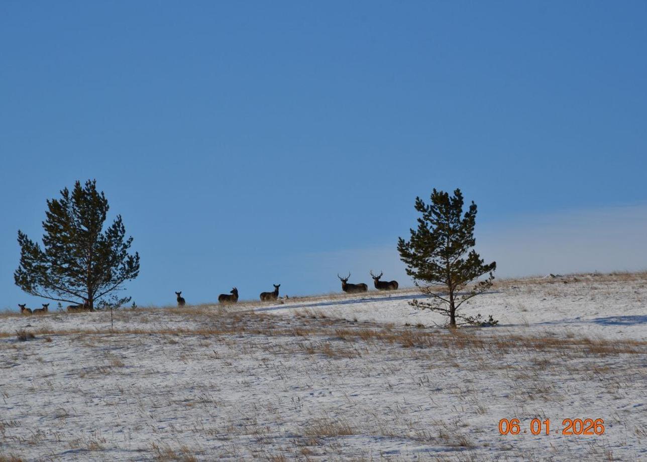 Была в туре "Знакомство с зимним и весенним Ольхоном" в начале января. Несмотря на то, что