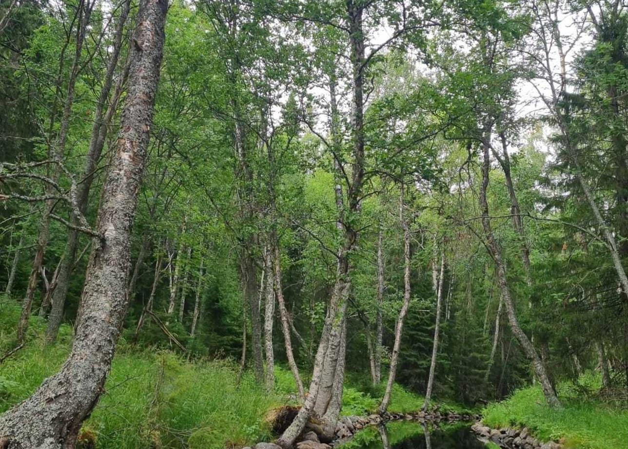 Тур замечательный. Природа удивительная. Такое умиротворение и спокойствие вокруг. Прекрасное знакомство с островом. Очень понравились экскурсии