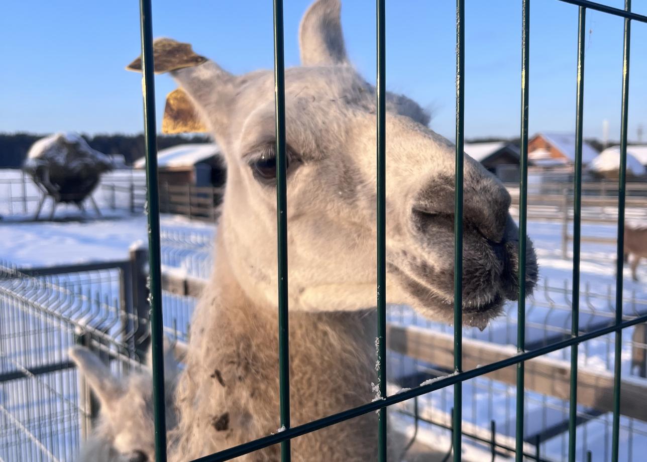 Прекрасный новогодний тур. Рекомендую к посещению! ☺️🎄☀️🥰