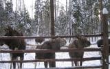 Сумароковский лосиный заказник, Резиденция Снегурочки
