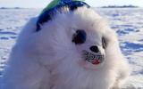 Байкальский лимнологический музей, Шаман-камень, канатная дорога на камень Черского, смотровая площадка на Байкал и Ангару
