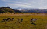 Природа как арт-объект