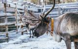 Сияние Севера. Новый год на Кольском полуострове