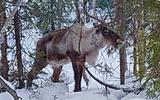 Парк «Северное сияние». Ловозеро. Отправление на турбазу