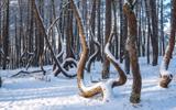 Куршская коса и Танцующий лес
