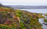 Полуостров Средний и Рыбачий. Поход вдоль Баренцева моря