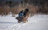 Конно-санная прогулка на гору Благодать, отъезд