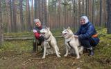 Уход за собаками и треккинг по маршруту с обедом. Киноужин у камина